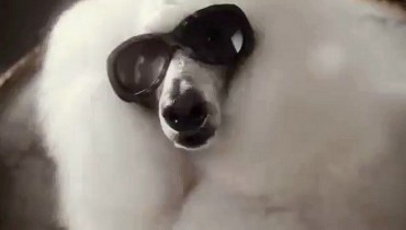Roma Web Fest - DIESEL EYEWEAR – Dogs with Sunglasses by Jamie Brunskill